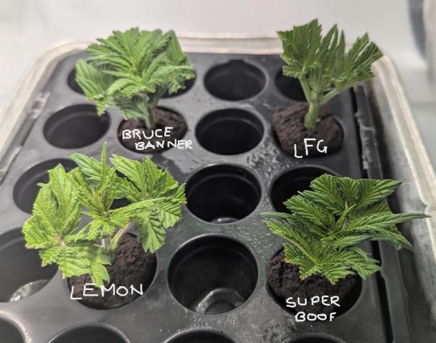 Barney's Angels. Week 3 - 28/03/26  D026 Clones