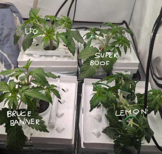 Barney's Angels. Week 3 - 28/03/26  D026 Mother plants