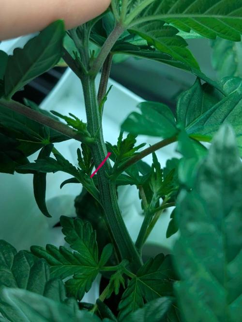 Barney's Angels. Week 4 - 01/04 D030 where topping lemon cherry 
