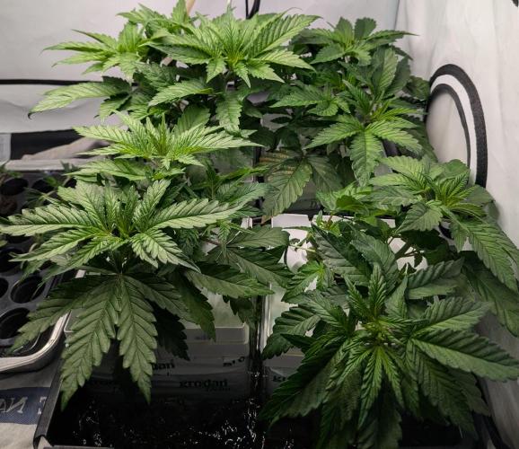 Barney's Angels. Week 4 - 02/04 D031 before topping