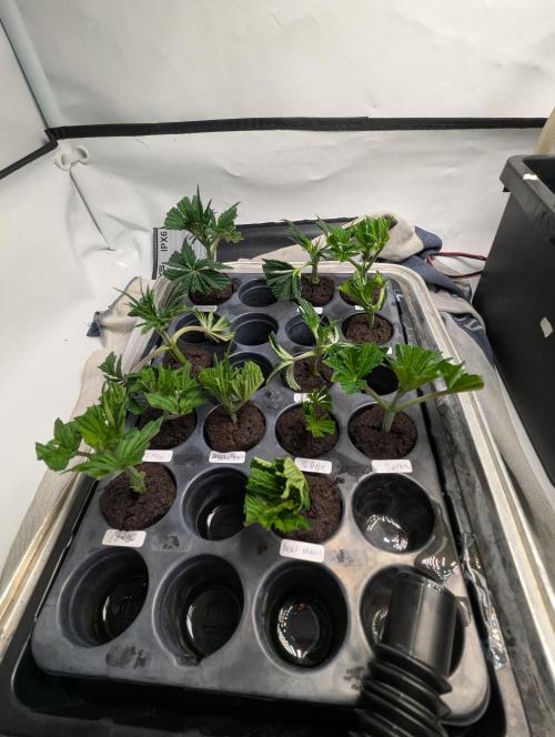 Barney's Angels. Week 4 - 02/04 D031 clones