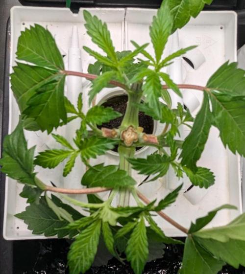 Barney's Angels. Week 4 - 02/04 D031 Bruce Banner
