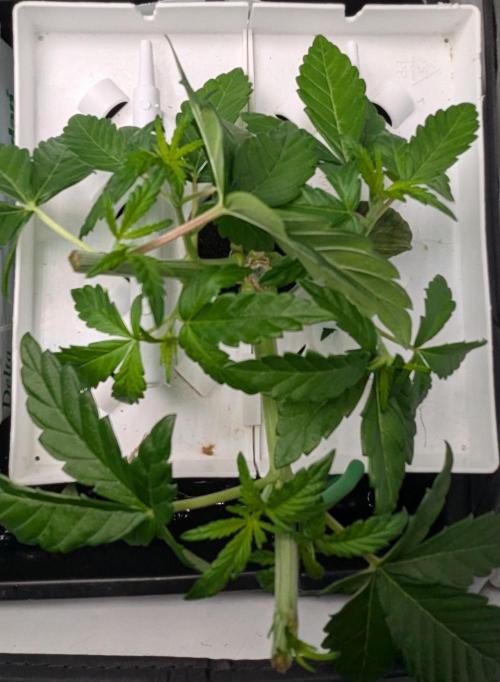 Barney's Angels. Week 4 - 02/04 D031 Lemon Cherry Gelato