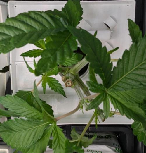 Barney's Angels. Week 4 - 02/04 D031 Super Boof