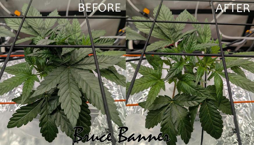 Barney's Angels. Week 5 - 09/04 D038  Bruce Banner Before and After Defolation
