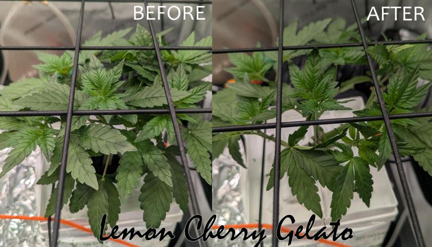 Barney's Angels. Week 5 - 09/04 D038 Lemon Cherry Gelato Before and After Defolation