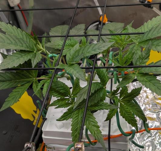 Barney's Angels. Week 5 - 11/04 D040 LFG
