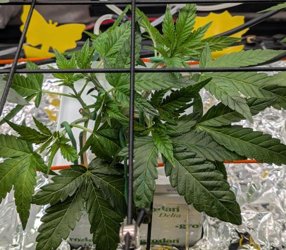 Barney's Angels. Week 5 - 11/04 D040 Super Boof