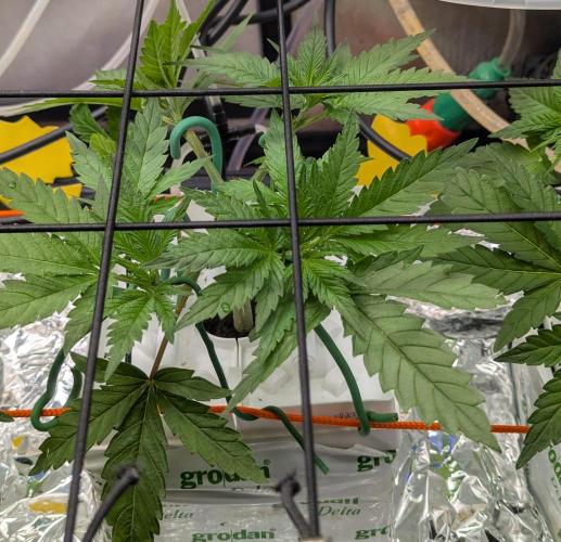 Barney's Angels. Week 5 - 11/04 D040 Bruce Banner