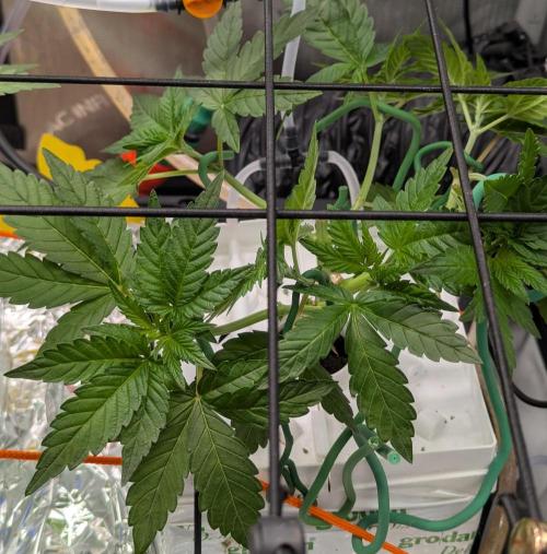 Barney's Angels. Week 5 - 11/04 D040 Lemon Cherry Gelato