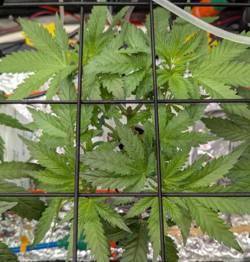 Barney's Angels. Week 5 - 13/04/26 D041  Bruce Banner