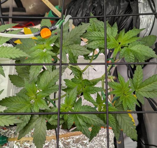 Barney's Angels. Week 5 - 13/04/26 D041 Lemon Cherry Gelato