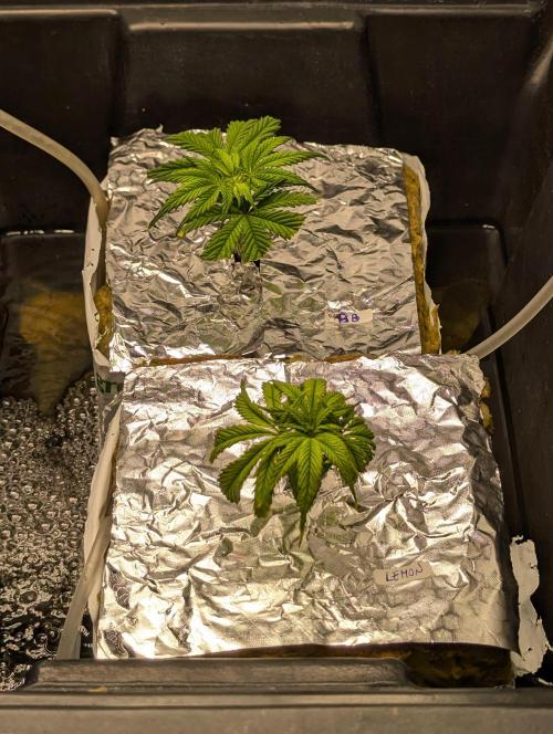 Barney's Angels. Week 5 - 13/04/26 D041 Clones of Lemon Cherry Gelato and Bruce Banner