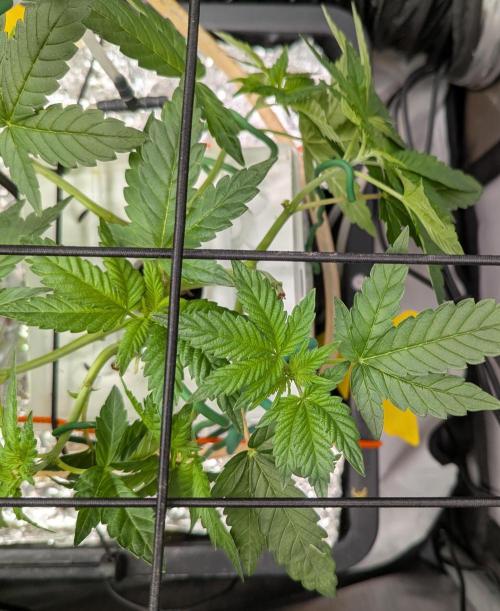 Barney's Angels. Week 5 - 13/04/26 D041 Lemon Cherry Gelato