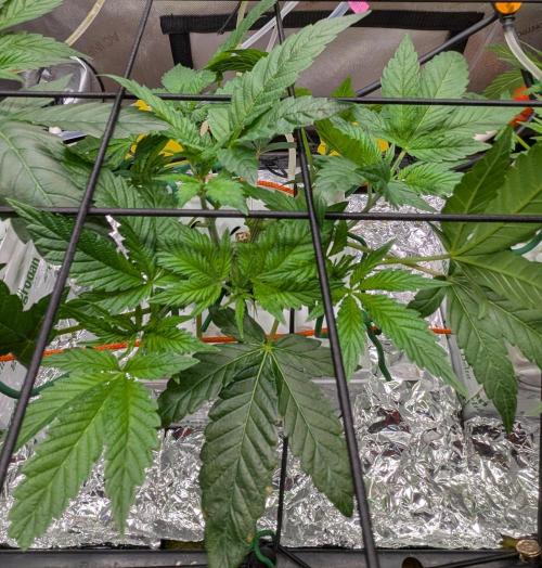 Barney's Angels. Week 6 - 16/04/26 D045 Super Boof