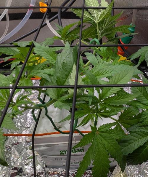 Barney's Angels. Week 6 - 16/04/26 D045 Bruce Banner