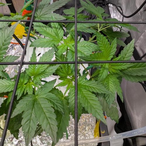 Barney's Angels. Week 6 - 16/04/26 D045 Lemon Cherry Gelato