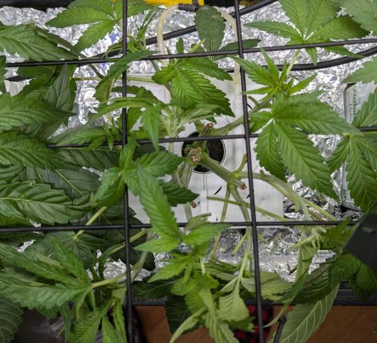Barney's Angels. Week 6 - 17/04/26 D046 Super Boof