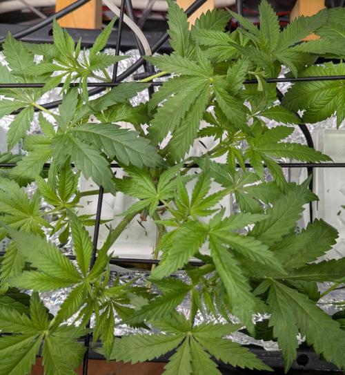 Barney's Angels. Week 6 - 17/04/26 D046 Bruce Banner