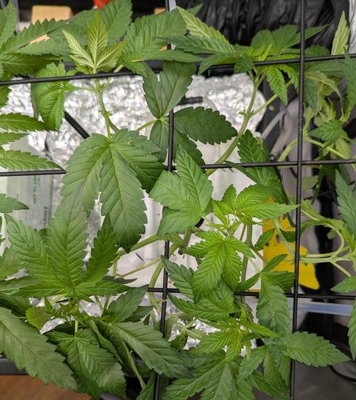 Barney's Angels. Week 6 - 17/04/26 D046 Lemon Cherry Gelato