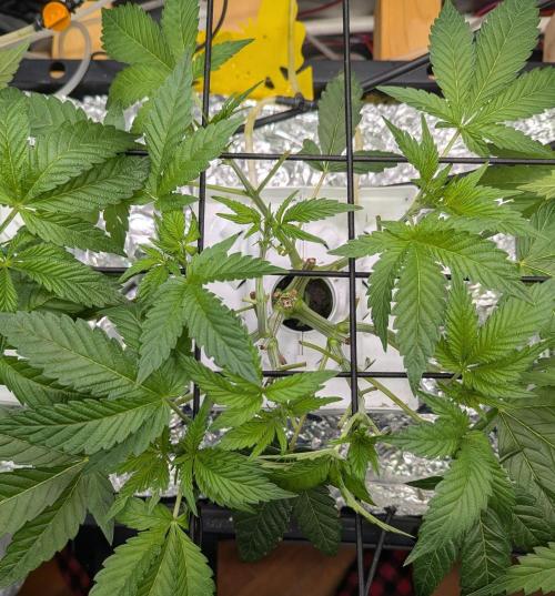 Barney's Angels. Week 6 - 18/04/26 D047 Super Boof