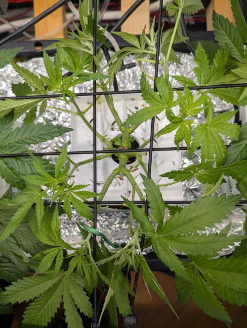 Barney's Angels. Week 6 - 18/04/26 D047 Bruce Banner