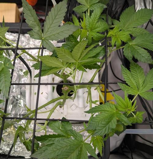GoldenWeedGrower