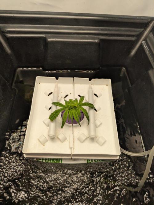 Barney's Angels. Week 6 - 18/04/26 D047 Clone of LFG