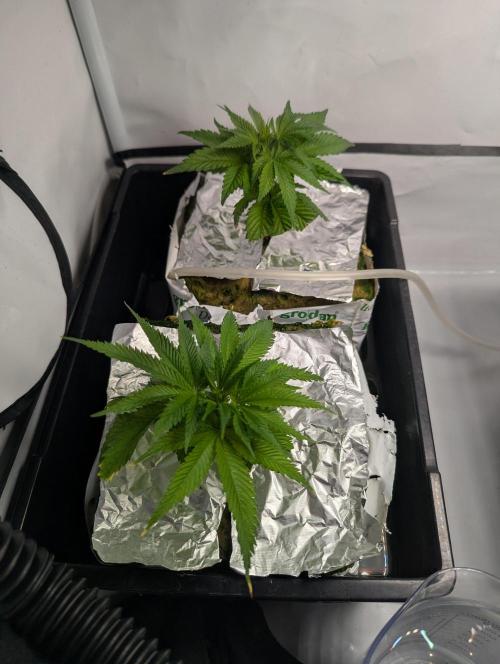 Barney's Angels. Week 6 - 18/04/26 D047 Clone of Lemon Cherry Gelato and Bruce Banner