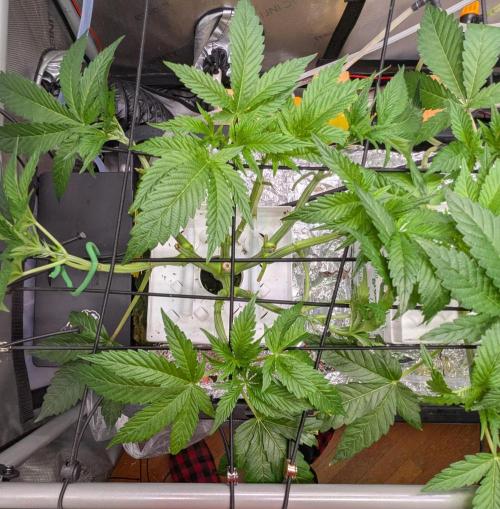 Barney's Angels. Week 7 - 21/04/26 D050 LFG