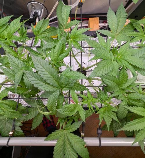 Barney's Angels. Week 7 - 21/04/26 D050 Super Boof