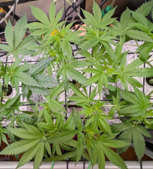 Barney's Angels. Week 7 - 21/04/26 D050 Bruce Banner