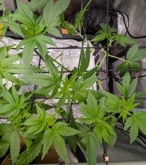 Barney's Angels. Week 7 - 21/04/26 D050 Lemon Cherry Gelato