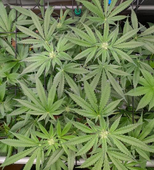 Barney's Angels. Week 9 - 08/05/26 D067 Bruce Banner