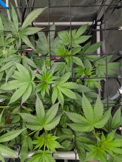 Barney's Angels. Week 9 - 08/05/26 D067 Lemon Cherry Gelato