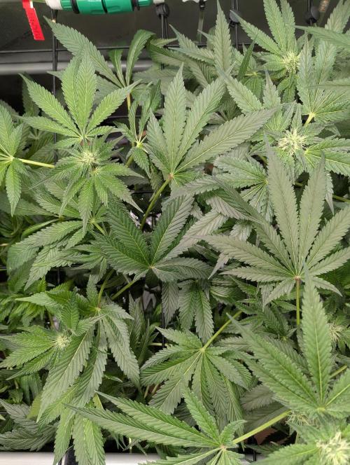 Barney's Angels. Week 10 - 12/05/26 D069 Super Boof