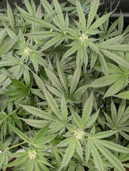 Barney's Angels. Week 10 - 12/05/26 D069 Bruce Banner