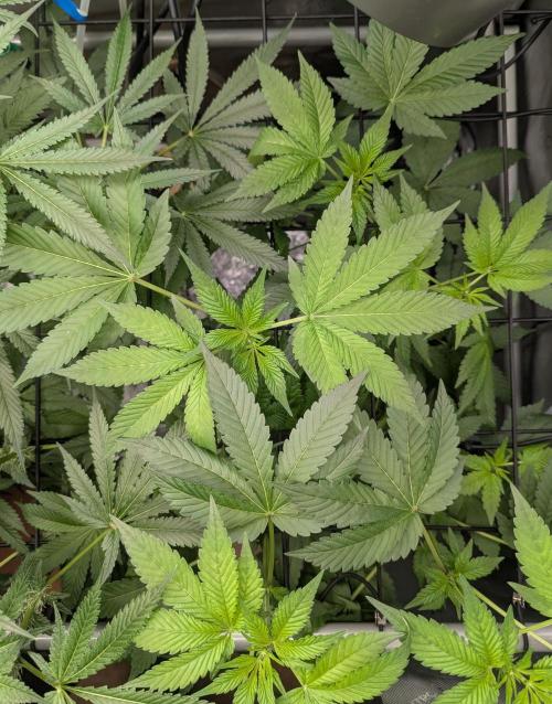 Barney's Angels. Week 10 - 12/05/26 D069 Cherry Lemon Gelato