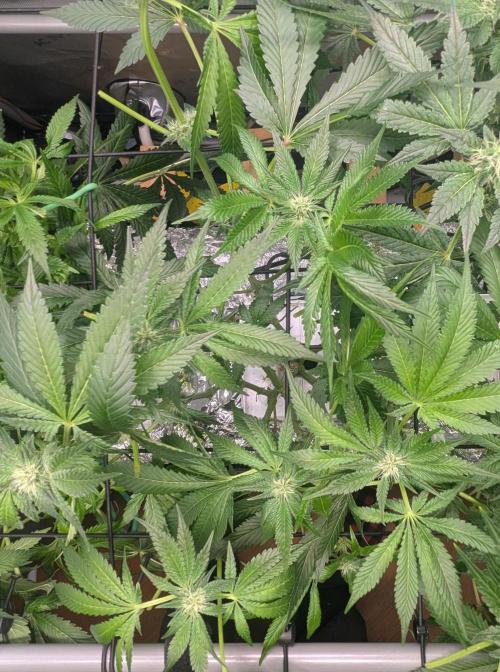 Barney's Angels. Week 10 - 16/05/26 D073 Super Boof