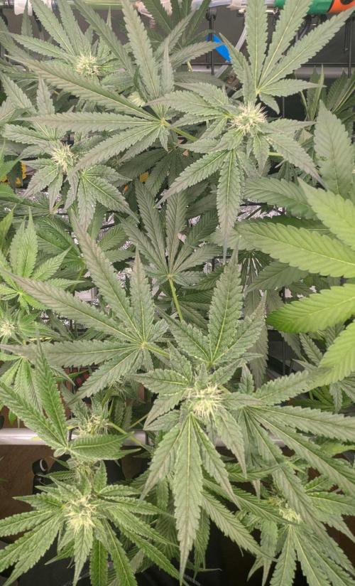Barney's Angels. Week 10 - 16/05/26 D073 Bruce Banner
