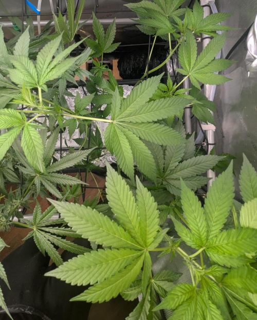 Barney's Angels. Week 10 - 16/05/26 D073 Lemon Cherry Gelato