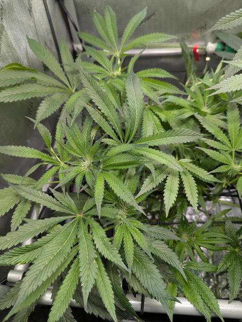Barney's Angels. Week 11 - 22/05/26 D081 LFG I like the way she's growing
