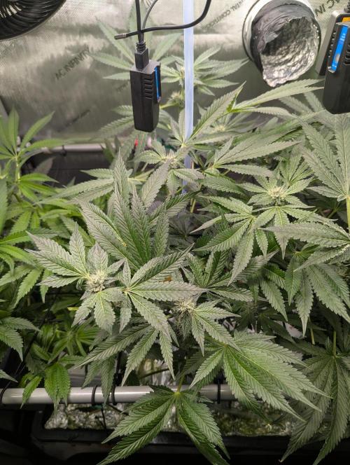 Barney's Angels. Week 11 - 22/05/26 D081 Super Boof is performing better than what I thought