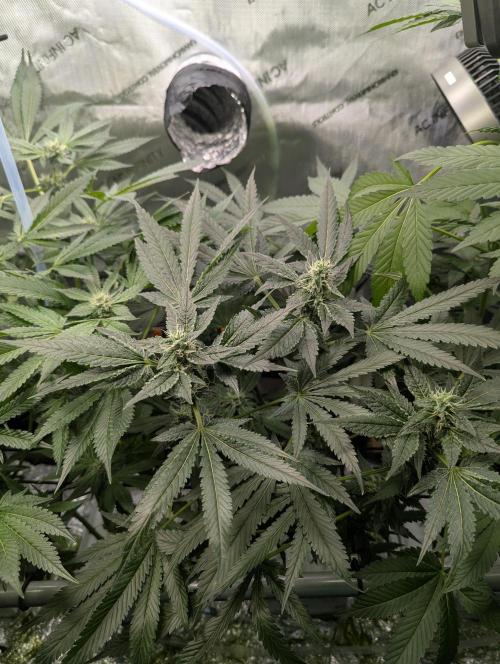 Barney's Angels. Week 11 - 22/05/26 D081 Bruce Banner is the queen, there are already first buds formation