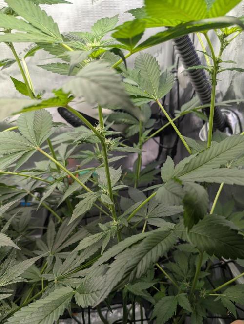 Barney's Angels. Week 11 - 22/05/26 D081 Lemon Cherry Gelato I hate he way she's growing