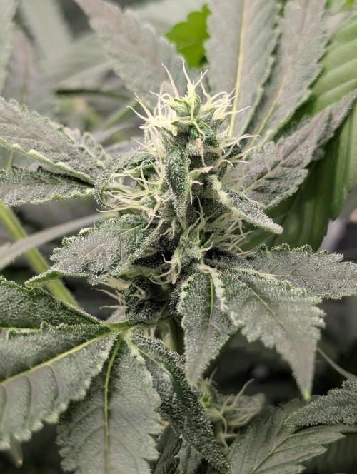 Barney's Angels. Week 11 - 22/05/26 D081 first buds on BB
