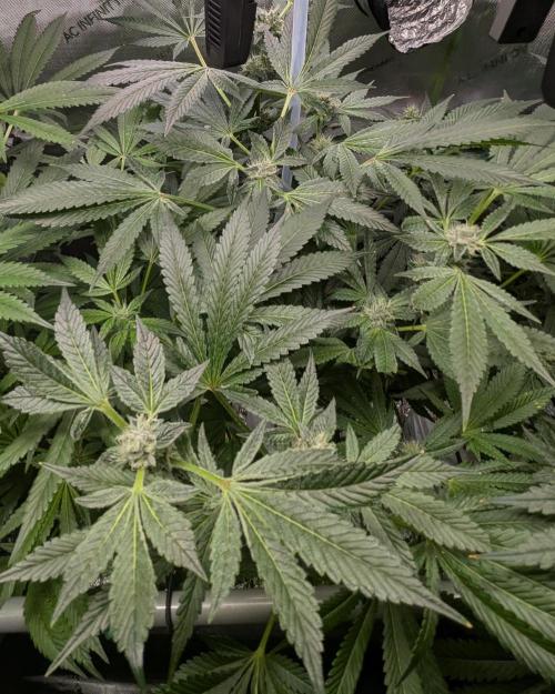 Barney's Angels. Week 12 - 27/05/26 D086 Super Boof
