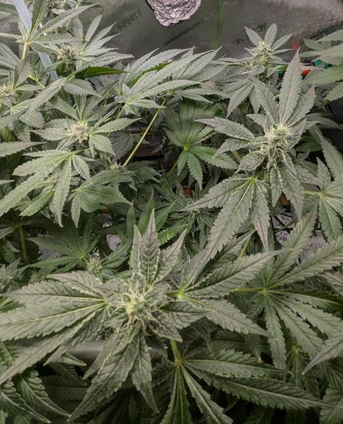 Barney's Angels. Week 12 - 27/05/26 D086 Bruce Banner