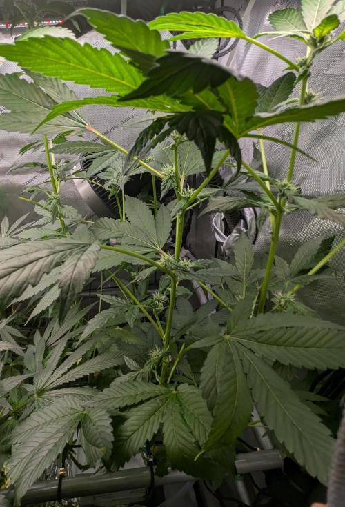 Barney's Angels. Week 12 - 27/05/26 D086 Lemon Cherry Gelato