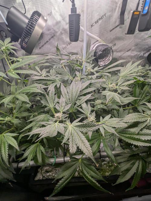 Barney's Angels. Week 12 - 31/05/26 D090 Super Boof